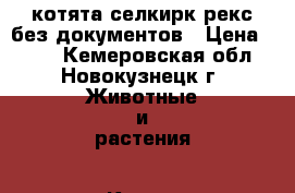  котята селкирк-рекс без документов › Цена ­ 100 - Кемеровская обл., Новокузнецк г. Животные и растения » Кошки   . Кемеровская обл.